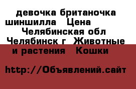 девочка британочка шиншилла › Цена ­ 10 000 - Челябинская обл., Челябинск г. Животные и растения » Кошки   